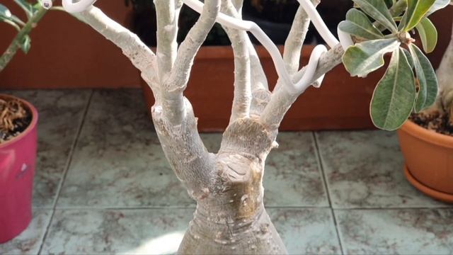 АДЕНИУМЫ ..это не только прекрасные цветы! часть1 смотреть онлайн