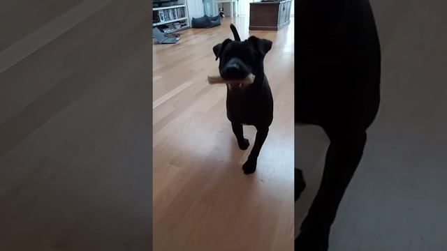ART IMPRESSIONS PATTERDALE PUP ESTACADO JUMPING WITH SMALL BONE CHEWING FANG TEETH FELL TERRIERS смотреть онлайн
