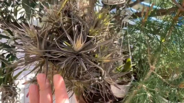 Tillandsia уход. Тиллансии в доме. Как приручить тилландсию. смотреть онлайн