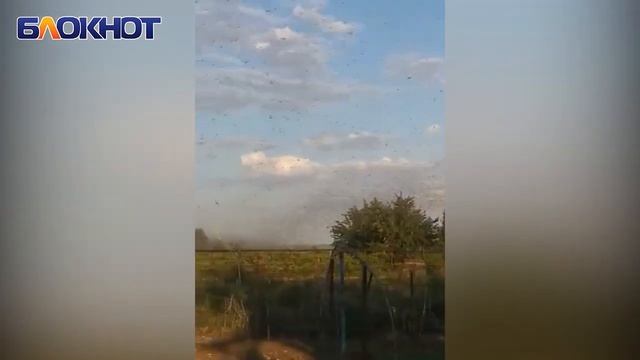 Нашествие саранчи в Волгодонском районе: полчища насекомых уничтожают растительность смотреть онлайн