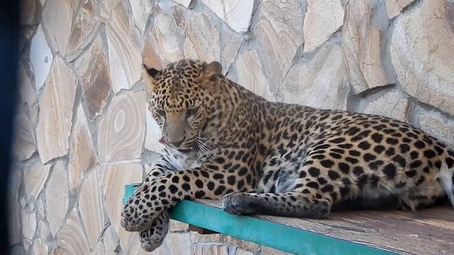 Шакира совершает омовение смотреть онлайн