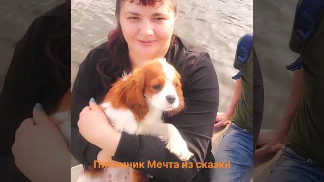 Первый раз в городе. Социализация щенка кавалер кинг чарльз спаниеля.  #кавалер #собака #щенки