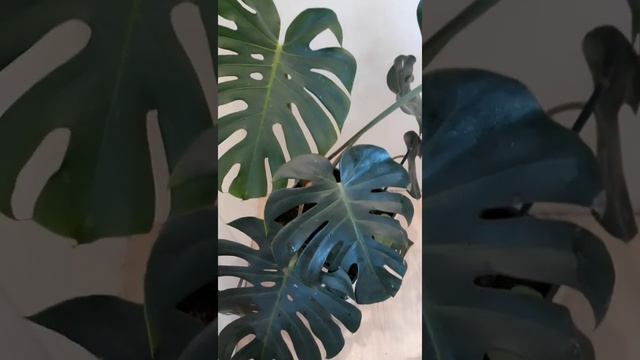 Моя монстера смотреть онлайн