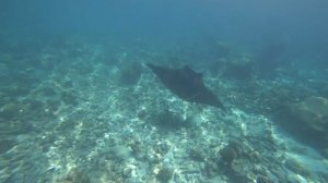 #2 Мальдивы. Куреду. Манта на  домашнем рифе / Maldives. Kuredu. Manta on the home reef