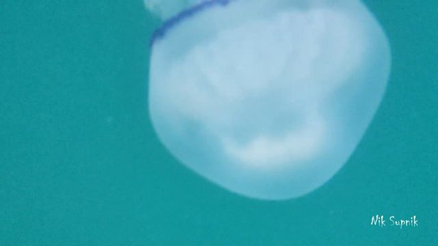 Лазаревское дельфины и медузы 2022 смотреть онлайн