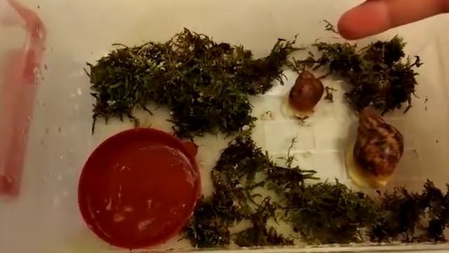 Питомцы Африканские улитки смотреть онлайн