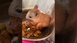 1.5 Месяца Чипу!  За окном Июль, Море, Крым