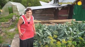 Выращивание и уход за брокколи