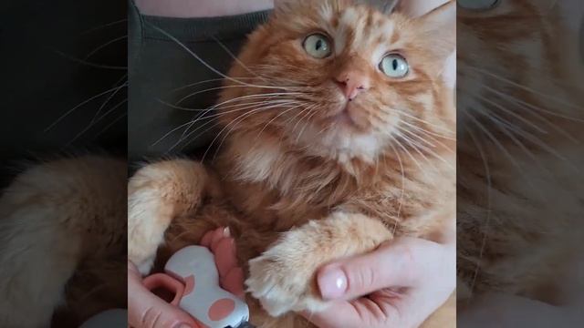 Ножницы для стрижки когтей кошек Marsikus. Когтерез для домашних животных смотреть онлайн