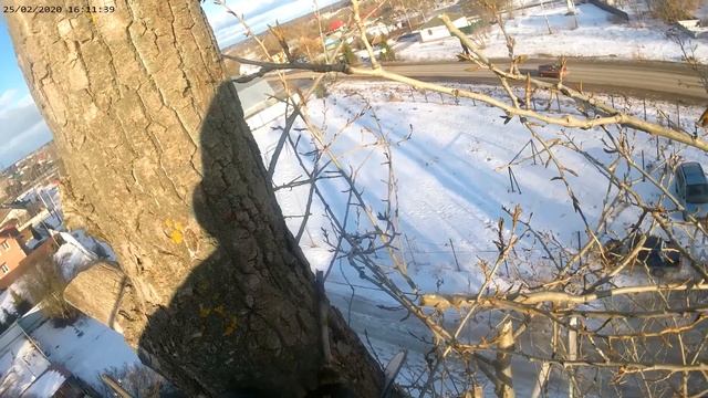 вековые тополя смотреть онлайн