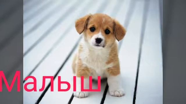 ?Клички Собачек ? смотреть онлайн