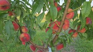 Персик Плане Сильвер. Peach Plane Silver.