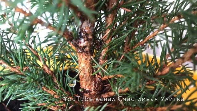 Елочка Picea glauca Conica // Пицея глаука Коника // Хвойное растение в комнатных условиях 7 месяце смотреть онлайн