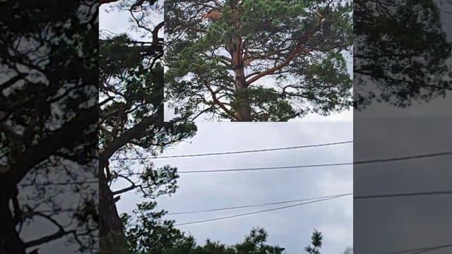 #природасибири #сосна #еленатогашевская ?❤️ КРАСОТА РЯДОМ С ВАМИ ? #жизньзагородом ??? смотреть онлайн