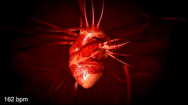 Heartbeat from 60 bpm to 210 bpm 🫀 and slowing down to 45 bpm ✨ смотреть онлайн