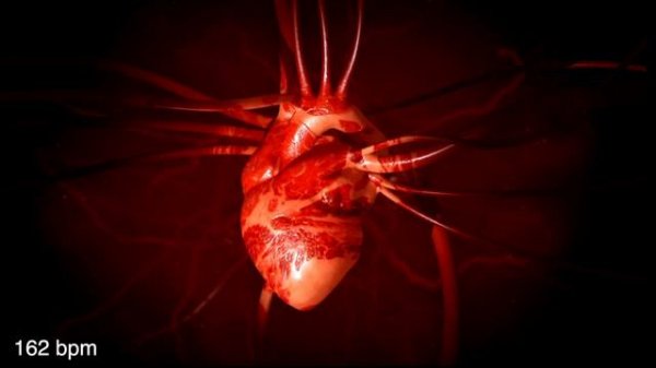 Heartbeat from 60 bpm to 210 bpm 🫀 and slowing down to 45 bpm ✨