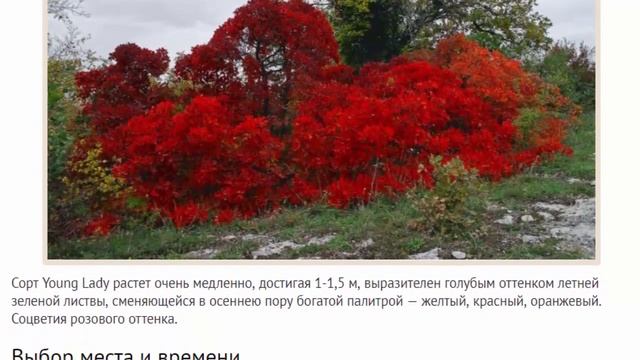 Неприхотливый кустарник скумпия в Подмосковье лучшие сорта и особенности выращивания смотреть онлайн