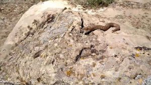 Змея Гюрза (Macrovipera lebetina obtusa). Дагестан