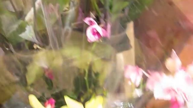 Любуемся орхидеями-новинки, много уценок.2.08.2018 смотреть онлайн