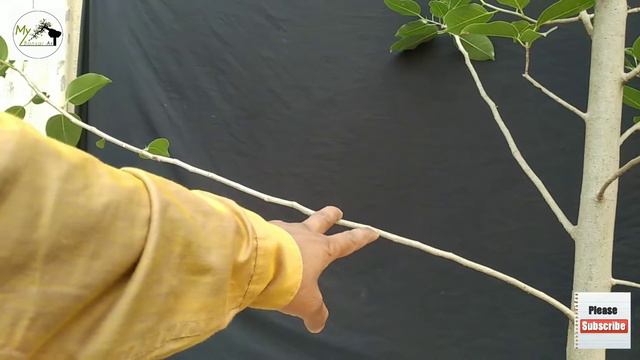 Style of Bonsai a "formal upright" смотреть онлайн
