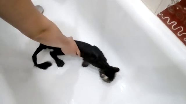 Первое купание котенка мейн куна смотреть онлайн