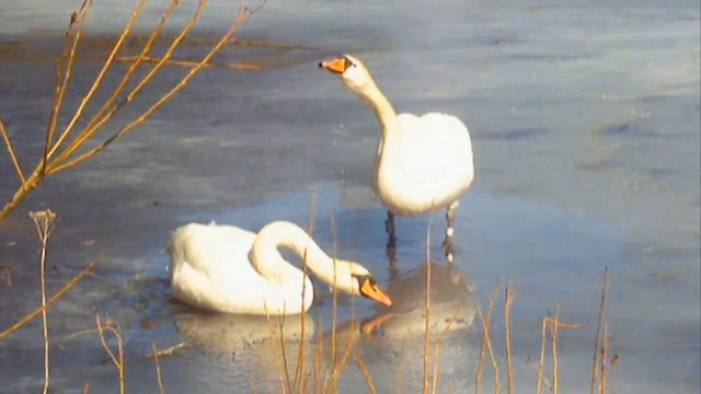 NikaDim  -  Любовь без слов