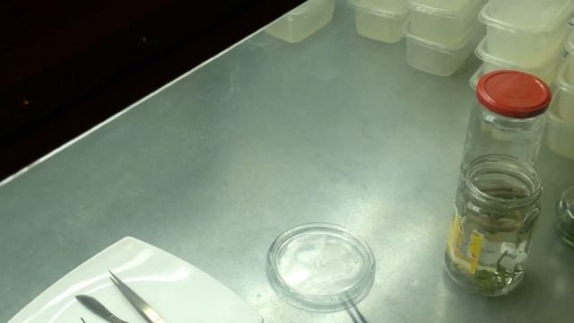 [84] ЗАМИОКУЛЬКАС из пазушных почек, МОНСТЕРА из воздушных корней. Теплый пол на стеллаже досветки смотреть онлайн