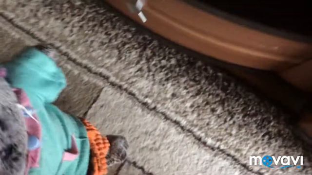 Как Басик заболел 🤒 смотреть онлайн