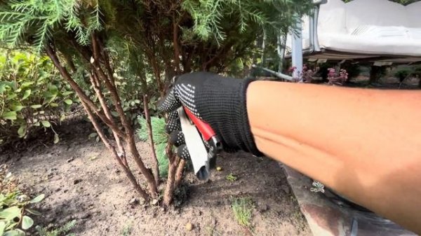 ТРЕТЬЯ ФОРМИРУЮЩАЯ СТРИЖКА ТУИ ЗАПАДНОЙ “TEDDY”! ВЕСЬ ПРОЦЕСС! ЧТО В ИТОГЕ ПОЛУЧИЛОСЬ? #thuja