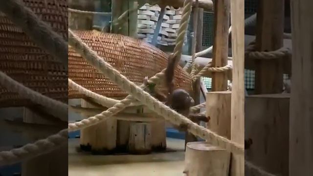 猩猩. Маленький Орангутанг .monkey Orangutan.