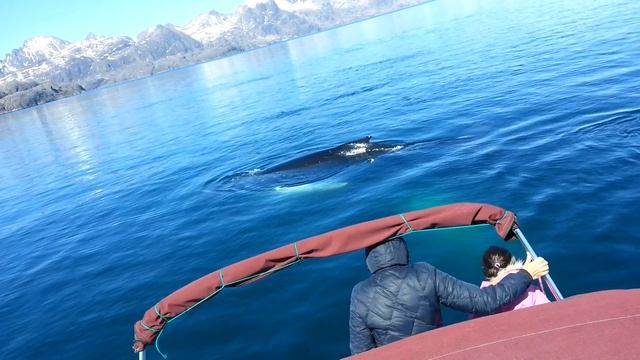 Whales смотреть онлайн