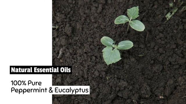 Natural Mint Shoe Foot Deodorant Spray, Peppermint Eucalyptus Tea Tree with Witch Hazel Rose Water смотреть онлайн