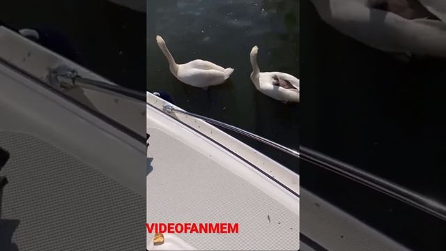 Как лебеди транспортируют своих детей! #shorts #лебеди #птицы Подпишись! смотреть онлайн