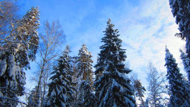 Зима в лесу. Снег. Красивые пейзажи. Красивая музыка. смотреть онлайн