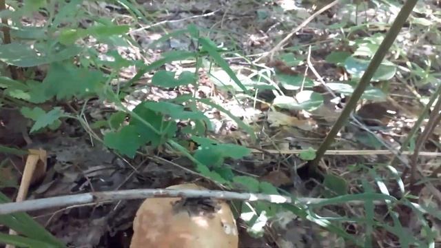 Собираю белые грибы маслята,подосиновики,лисички смотреть онлайн