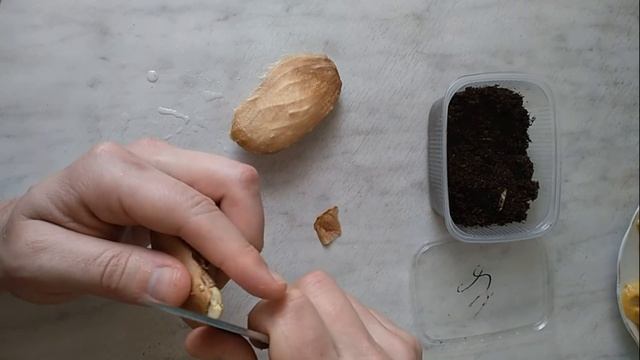 Манго в домашних условиях от косточки до ростка за 30 дней