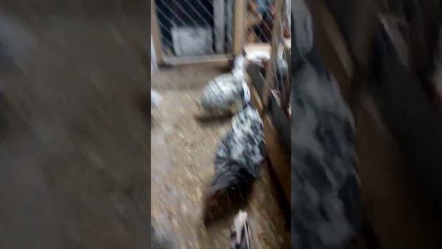 содержание кур. Пушкинская порода смотреть онлайн