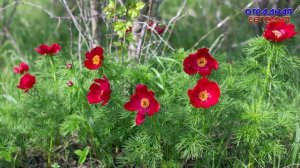 Лазорики цветут!