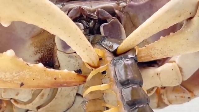 The story begins when a big centipede meets a big crab. смотреть онлайн