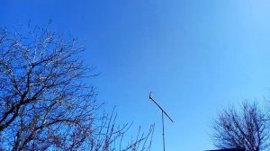 Бойные пакистанские голуби, апрельская тренировка.