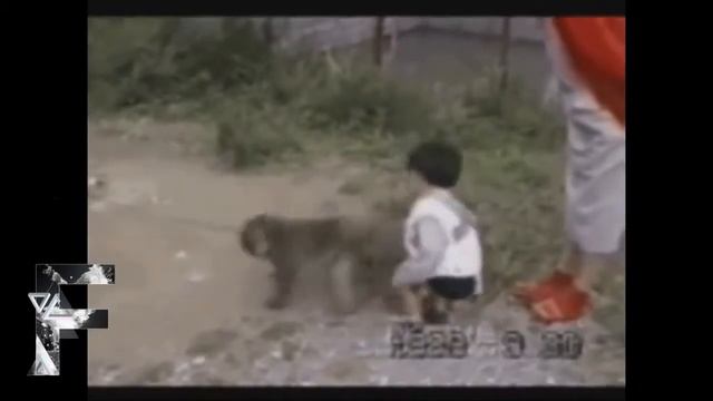 Вредные животные / Animals Can Be Jerks Supercut Compilation 2013! смотреть онлайн