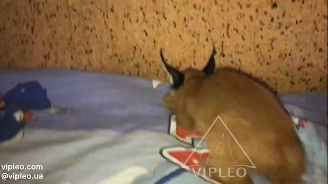 Каракал в продаже