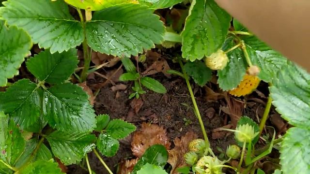 Клубника в моем огороде. смотреть онлайн