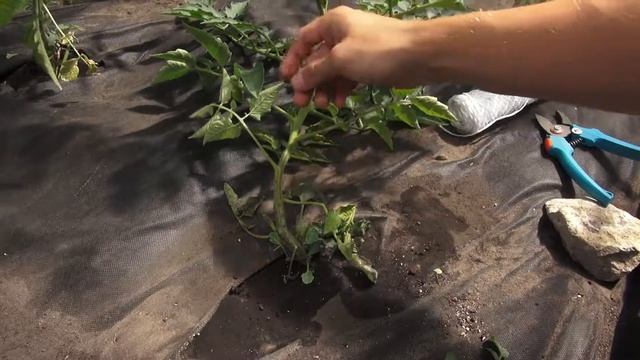 Подвязываем томаты в теплице шпагатом смотреть онлайн