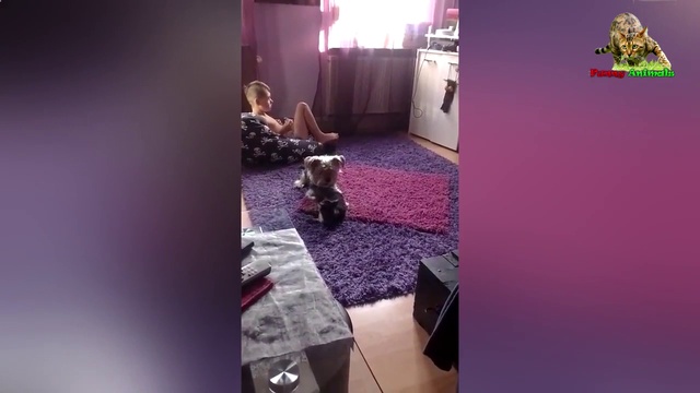 Кошки - собаки. Кто в доме хозяин. смотреть онлайн