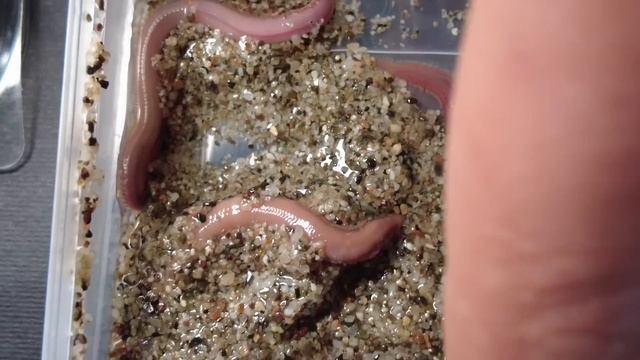 Come scegliere i vermi per pescare: dal gigantesco verme di rimini al verme coreano! смотреть онлайн