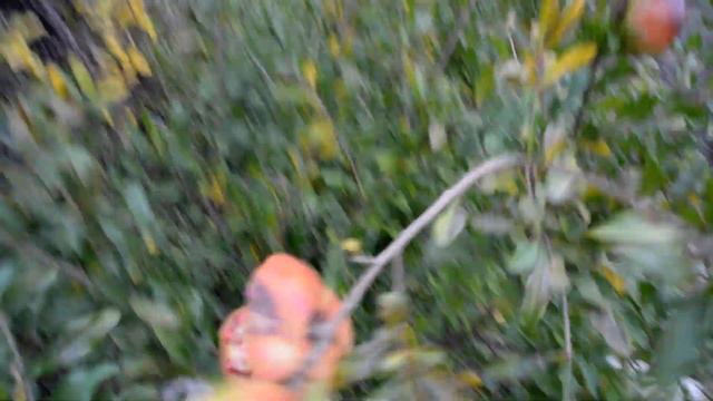 Гранат.Мариуполь 2018г.Октябрь. смотреть онлайн