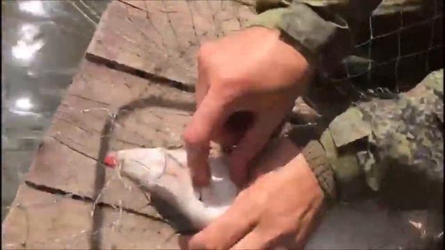 Активный клев осетра после обеда! Клевое место д. Савельево