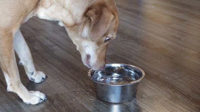 Basenji Dogs 101 - What You NEED To Know Before Adopting смотреть онлайн