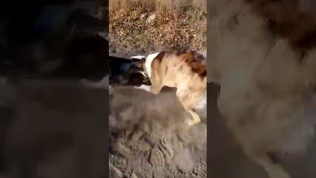 BERUNIY QURALPO It Urush